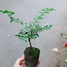 Mua Cây Kim Quýt Mini