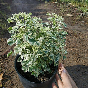 Mua Đinh Lăng Cẩm Thạch