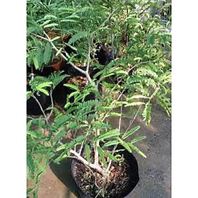 Mua CÂY GIỐNG ME THÁI SIÊU NGỌT .