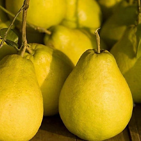 Cây bưởi vàng, cây ghép sớm quả, quả cực ngon