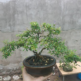 Cây linh sâm, cây LINH SÂM bonsai mini, Cây phong thủy xua đuổi tà khí