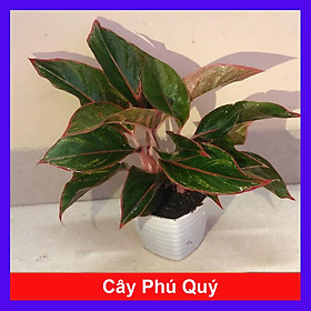 Cây phú quý (ảnh thật)