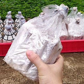 Mua meo giống nấm sò