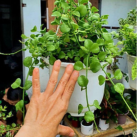 Mua 1 chậu lan đô la