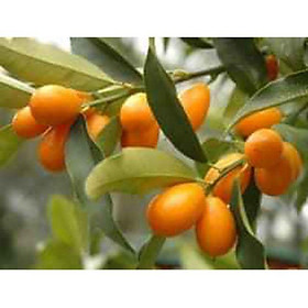 Mua Cây Quất Ngọt cam kết chất lượng (tặng 2 cây quế giống)