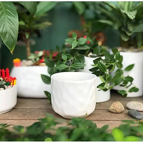 Chậu trồng sen đá xương rồng - chậu mắt na 9x9