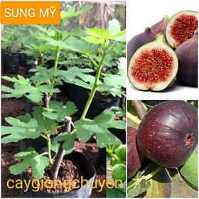 Mua CÂY GIỐNG SUNG MỸ
