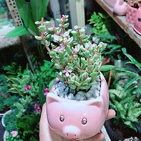 Mua Chậu Cây Đô La Hồng