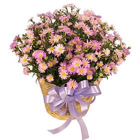 Mua Giỏ hoa tươi - Sự Ái Mộ 3991