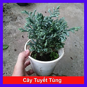Mua Cây Tuyết Tùng - cây cảnh để bàn + tặng phân bón cho cây