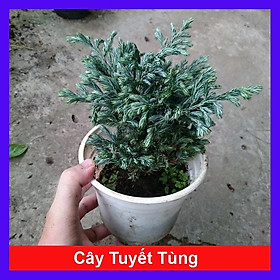 Hình ảnh Cây Tuyết Tùng - cây cảnh để bàn + tặng phân bón cho cây