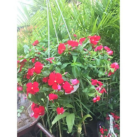 Cây dừa cạn chậu treo trang trí
