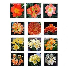Cây Lan Quân Tử GỬI NGUYÊN CẢ CHẬU CẢ BẦU , HOA CHUẨN TẾT NGUYÊN ĐÁN - LQTC
