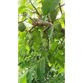 Na dứa Đài Loan