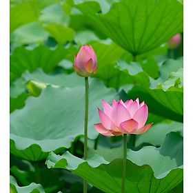 Mua TRANH DÁN TƯỜNG 3D CAO CẤP | TRANH DÁN TƯỜNG | TRANH TRANG TRÍ | T3DMN-T6-VAD_SSTH03210