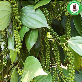 Mua 1kg Tiêu Xanh nhà trồng_ tiêu Daklak chuẩn sạch