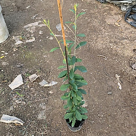 Cây tùng bồng lai để bàn cao 20-23cm, cây phong thủy mang đến thịnh vượng, trồng trang trí nội thất