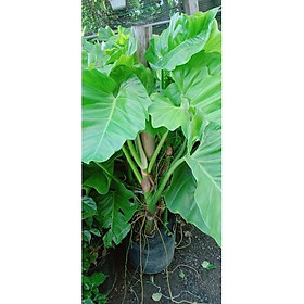 Mua Cây Trầu Bà Subin cao 1m