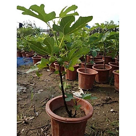 Mua sản phẩm CÂY SUNG MỸ SẴN QUẢ ĐỘC LẠ