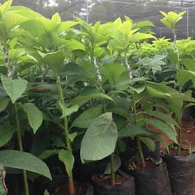 Mua Cây giống bơ sáp  bơ sáp giống trồng 18 tháng ra quả - Cam Kết Chuẩn Giống