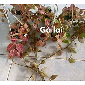 Mua Chậu cây cẩm cù Hoya Gà Lai (Obscura x Lacunosa)