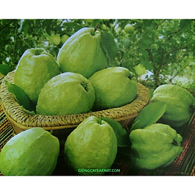 Mua Cây Giống ổi không hạt MT1