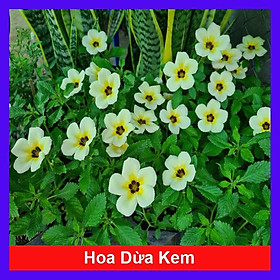 Hoa Dừa Kem  - Cây cảnh sân vườn + Tặng phân bón cho cây mau lớn