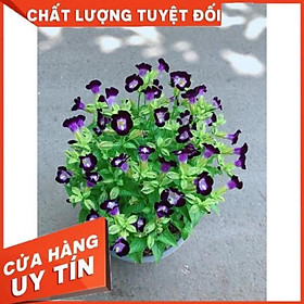 Mua Hoa Ban Sê Tím Thủy Chung