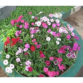 Mua 100hạt giống hoa Cẩm chướng đơn nhiều màu