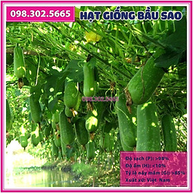Set 10 Hạt giống bầu sao F1