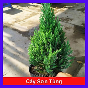 Mua Cây Sơn Tùng - cây cảnh để trong nhà + Tặng phân bón cho cây mau lớn