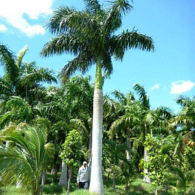 Mua Giá Gốc - Cây cau vua mua 1 tặng 1.