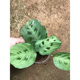 Đuôi công nhỏ, cây khoẻ, rễ nhiều, thích hơp trang trí, decor . Có nhiều loại để lựa chọn