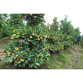 Cây Quất Cảnh - H2O SHOP FARM 2021 - Tết Tân Sửu 2021 + Tặng 01 cây dâu da đất