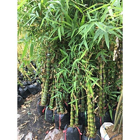 Mua Cây trúc Phật bà