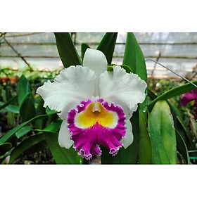 Mua CÂY GIỐNG Lan Cattleya Giống nhiều màu  hoa bông to đại cực thơm giá siêu rẻ - CAM KẾT CHUẨN GIỐNG