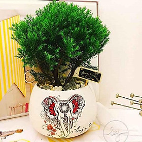 Mua CÂY TÙNG BỒNG LAI ( Mang lại vượng khí và tài lộc cho gia chủ)