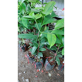 Mua Cây Măng Cụt
