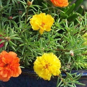 Mua Sản phẩm Cành hoa mười giờ mỹ đơn  kép đang có nụ đủ màu