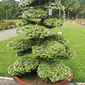 Cây Mai Chiếu Thủy, cây phôi bonsai