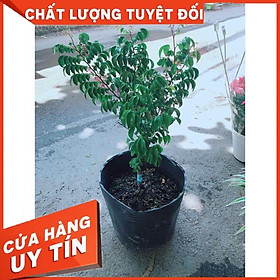 Cây Khế Cho Nhiều Trái Nhiều Người Mua