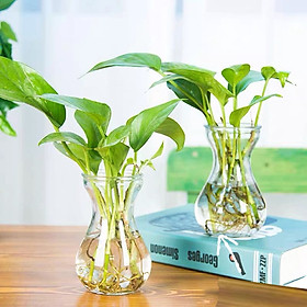Mua Bình hoa thủy tinh nhỏ xinh trồng cây thủy tinh  cắm hoa decor bàn làm việc đẹp - Bình bông  Lọ hoa thủy tinh decor đẹp