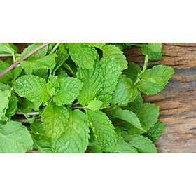 Lá Bạc Hà Ông Chà Và 90g (Mint Leaf)