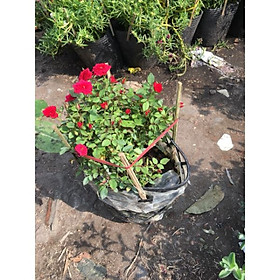 Cây Hồng Tỉ Muội MS1