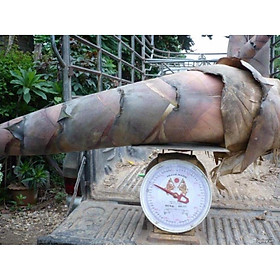 Mua Cây giống tre Thái Lan khổng lồ