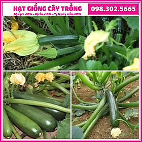 Hạt giống bí ngòi, bí ngồi xanh F1 siêu quả cao sản - Gói 10 hạt - chất lượng tốt, năng suất cao