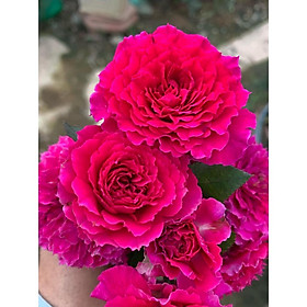 Mua Hoa hồng Nhật Ramukan đẹp không thể rời mắt  hương thơm mạnh - bầu to cây lớn trưởng thành