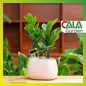 Cây Kim Tiền Hút Tài Lộc Để Bàn Kèm Chậu (Phúc - Lộc - Thọ)