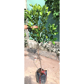 Mua Cây Mít ruột đỏ cao 120 cm - 150 cm