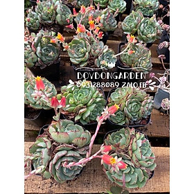 Cây sen đá hoa hồng nhám bụi chung gốc echeveria red fantasy_hàng sẵn size cây 8-9cm